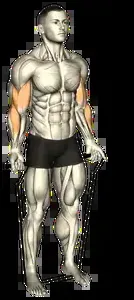 Starting position for the Band Biceps Curl