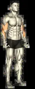 Starting position for the Band Hammer Curl