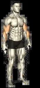 Starting position for the Band Reverse Curl