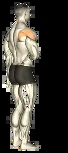 Starting position for the Band Shoulder External Rotation