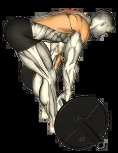 Starting position for the Barbell Bent-Over Row