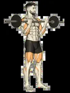 Starting position for the Barbell Biceps Curl