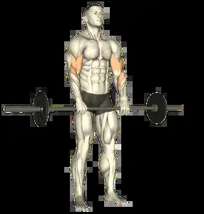 Starting position for the Barbell Reverse Curl