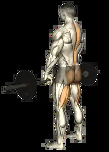 Starting position for the Barbell Romanian Deadlift