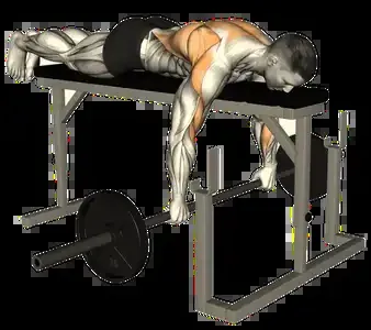 Starting position for the Barbell Seal Row