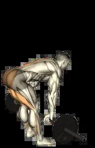Starting position for the Barbell Stiff-Leg Deadlift