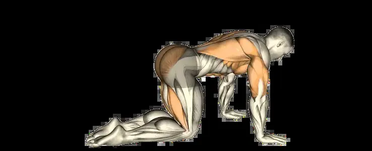 Starting position for the Bird Dog Mobility