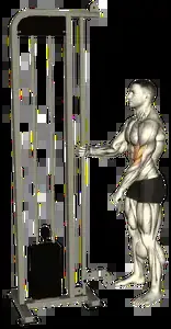 Starting position for the Cable Reverse Curl