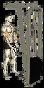 Starting position for the Cable Rope Hammer Curl