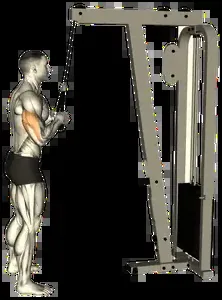 Starting position for the Cable Rope Pushdown