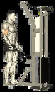 Starting position for the Cable Straight-Bar Curl