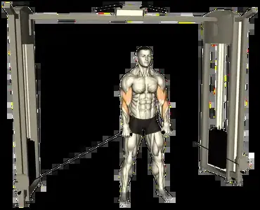Starting position for the Cross-Body Hammer Curl