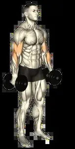Starting position for the Dumbbell Biceps Curl