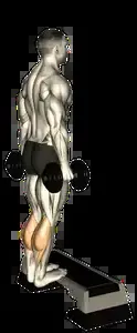 Starting position for the Dumbbell Calf Raise