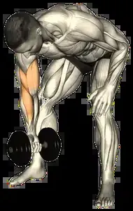 Starting position for the Dumbbell Concentration Curl