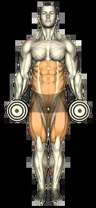 Starting position for the Dumbbell Curtsy Lunge