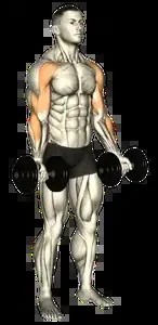 Starting position for the Dumbbell Drag Curl