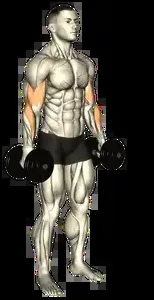 Starting position for the Dumbbell Hammer Curl