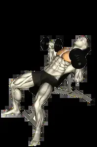 Starting position for the Dumbbell Incline Bench Press