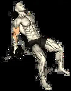 Starting position for the Dumbbell Incline Curl