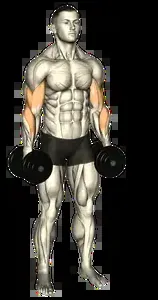 Starting position for the Dumbbell Reverse Curl
