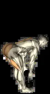 Starting position for the Dumbbell Stiff-Leg Deadlift