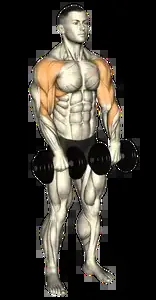 Starting position for the Dumbbell Upright Row