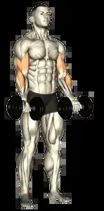 Starting position for the Dumbbell Zottman Curl