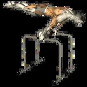 Starting position for the Parallel Bar Dip