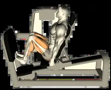 Starting position for the Seated Calf Raise Machine