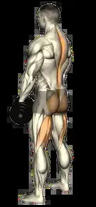 Starting position for the Single-Leg Dumbbell Romanian Deadlift