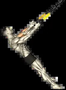 Starting position for the Suspension Trainer Biceps Curl
